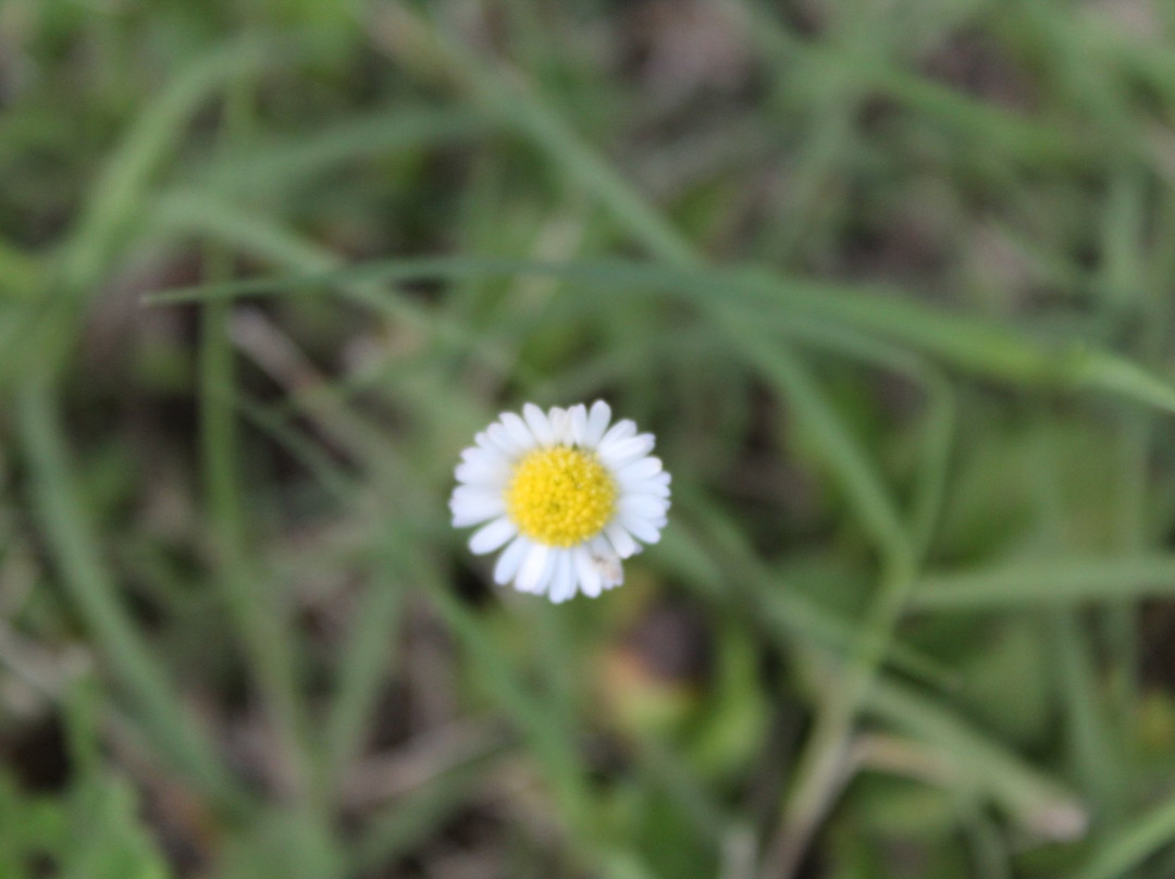 Agriturismo La Casa della Lavanda - Il Casale主图