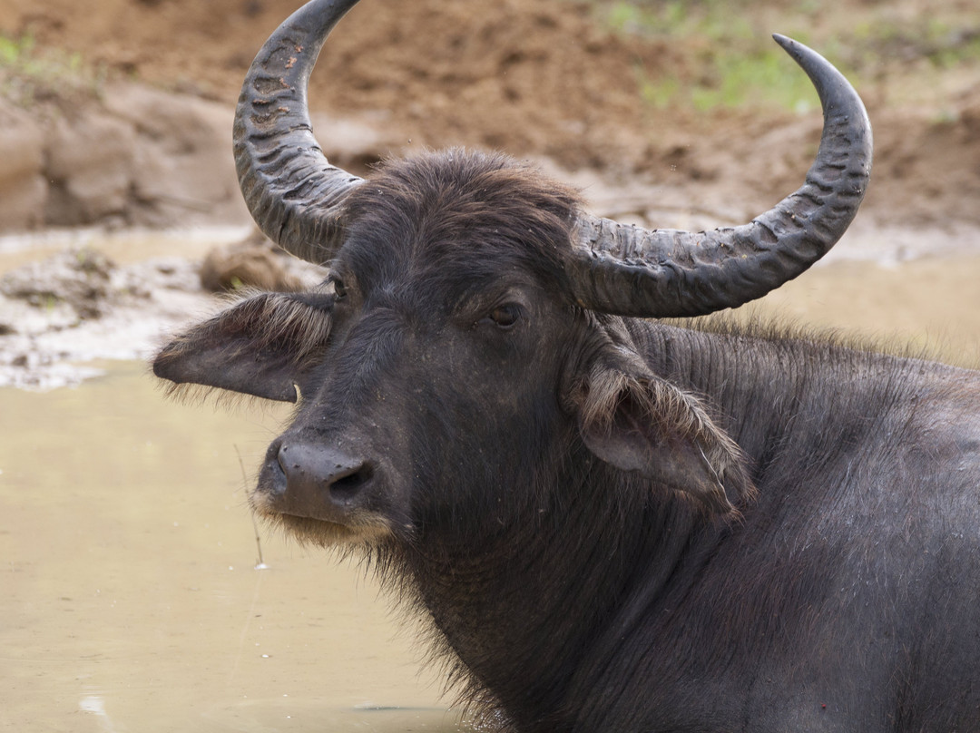 Sri Lankan Tour Leaders-科伦坡必去景点