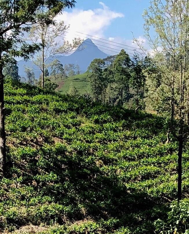 总督府酒店主图