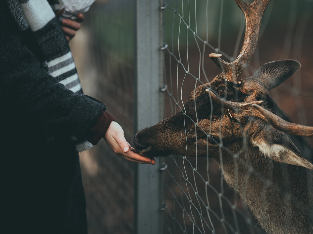 Wildpark Schwarzach景点图片