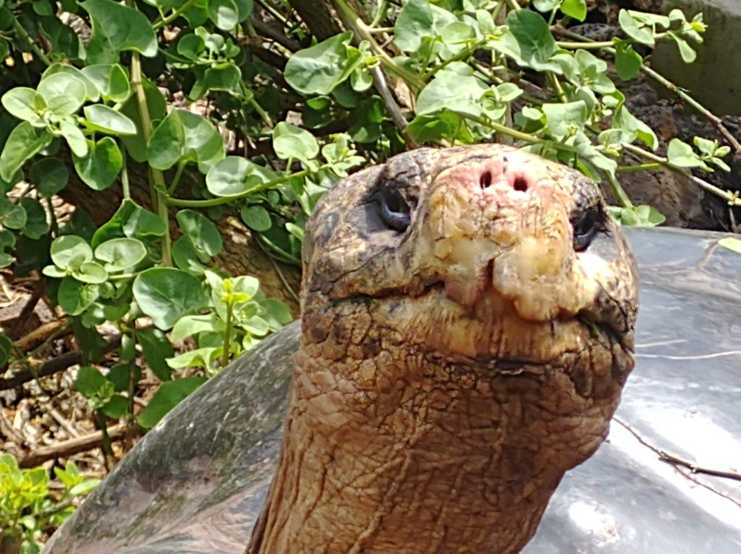 Galapagos Unbound-圣克鲁斯必去景点