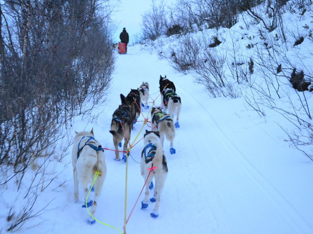 Vidda Runners Huskies景点图片