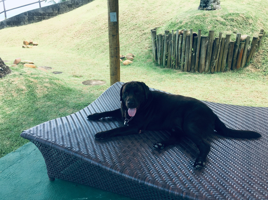 Solar Singuitta主图