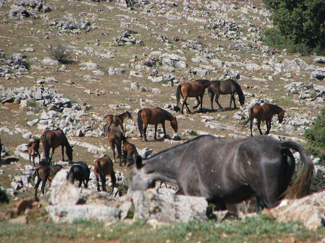 yeguada de domingo chinchilla * stud of domingo chinchilla-Algarinejo必去景点