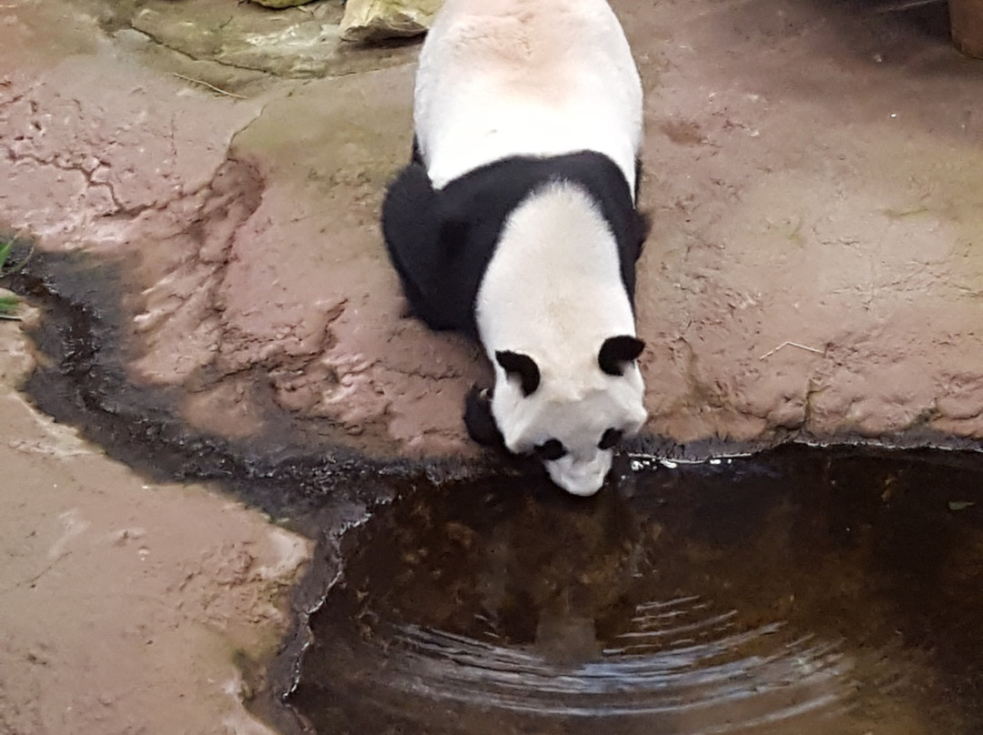 Ouwehands Zoo Rhenen-Rhenen必去景点