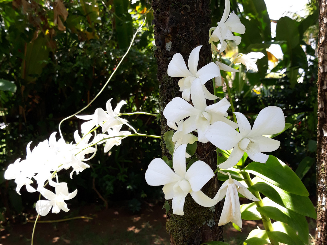 Hotel Villa Balidendê主图