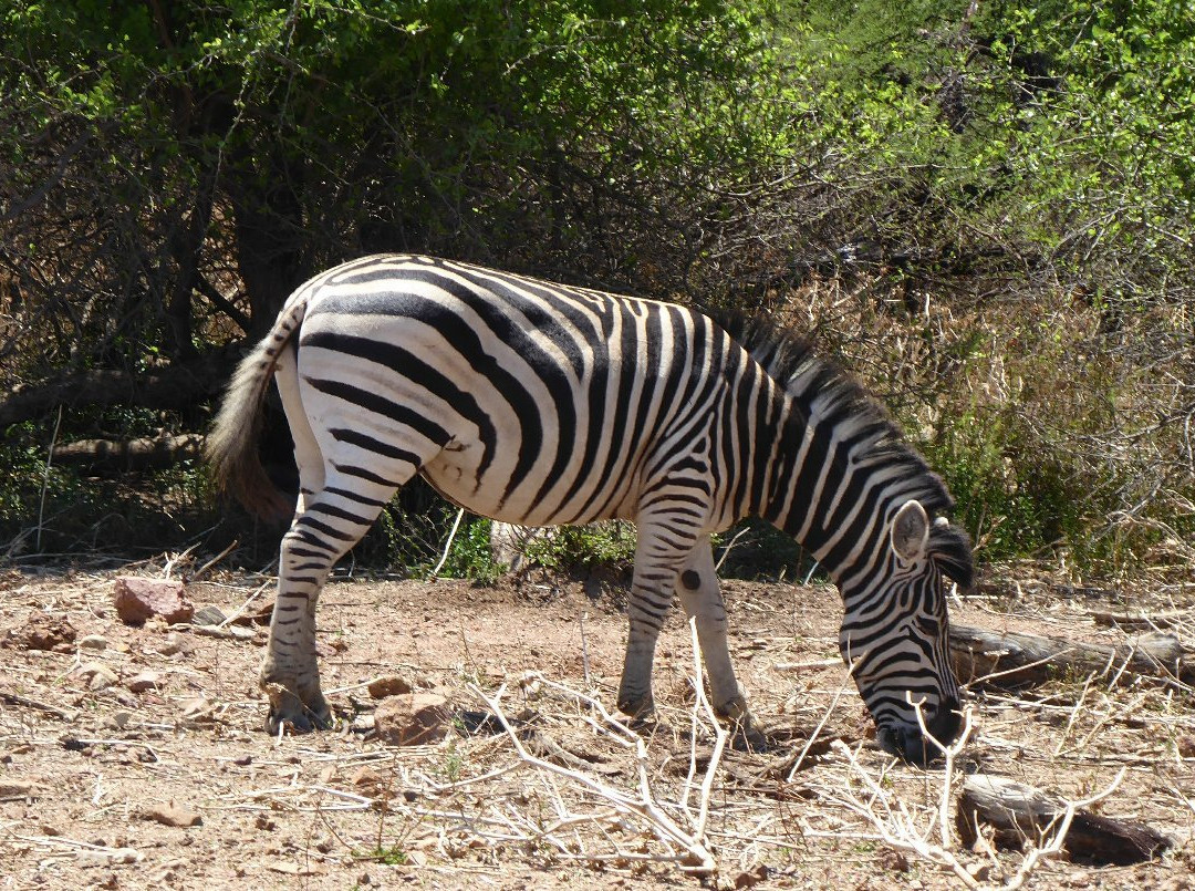 Gaborone Game Reserve景点图片