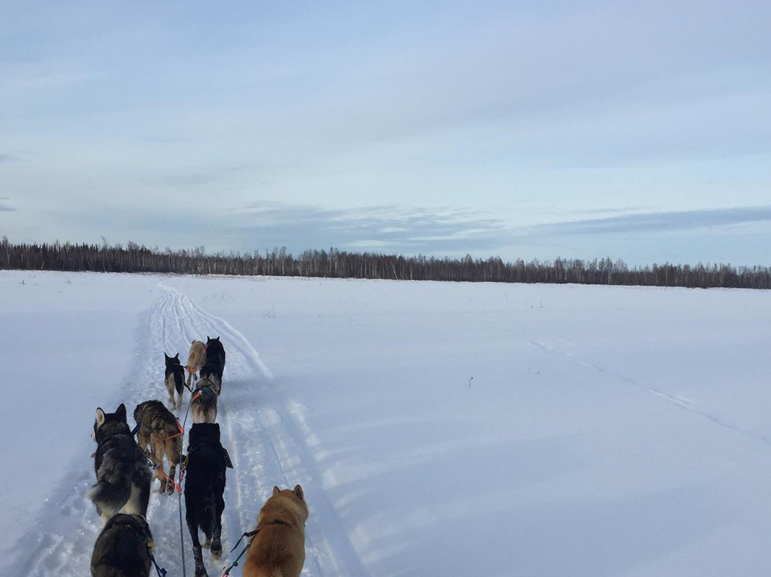YoopAK Kennel and Tours-Nenana必去景点