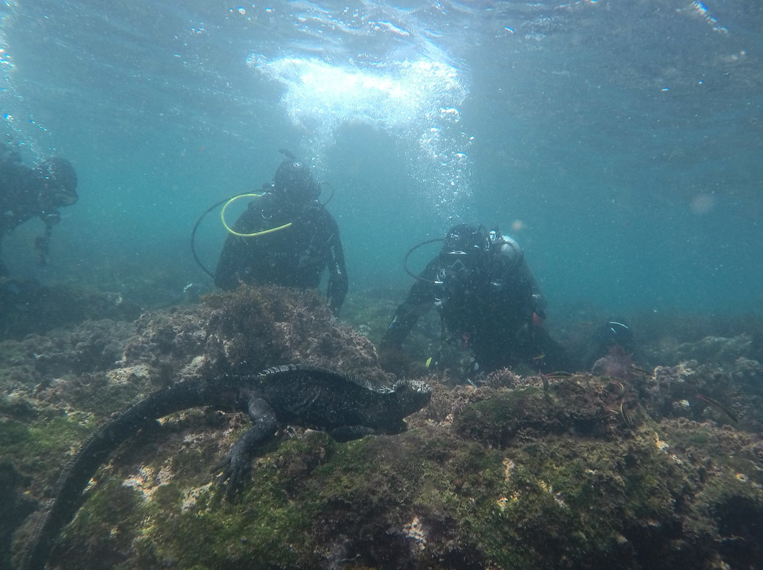 Galapagos Underwater景点图片