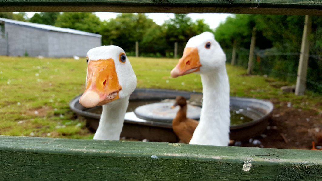 Graune Pet Farm & Play Centre-Ballyhaunis必去景点