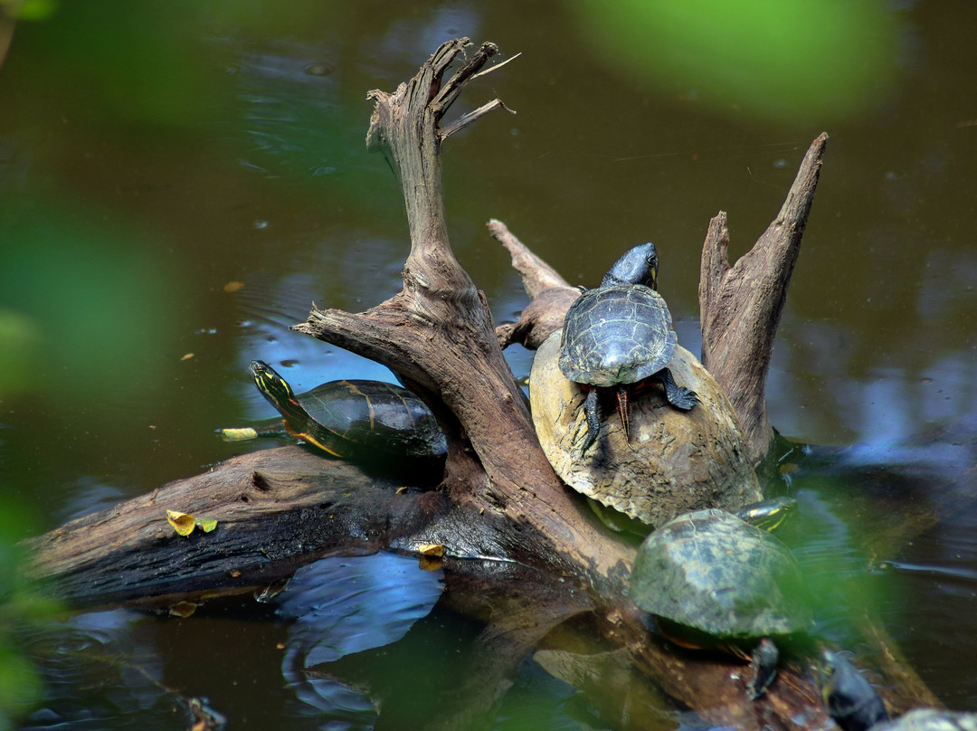 Hidden Pond Nature Center景点图片