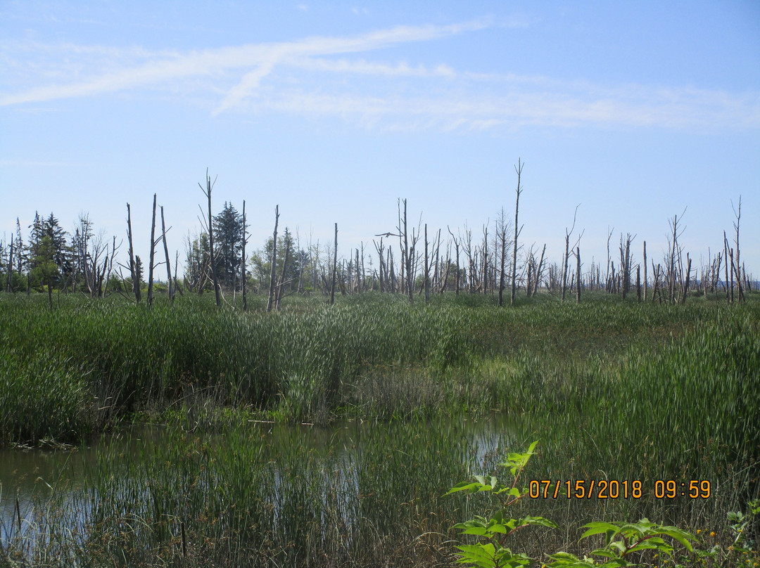 Skagit Wildlife Area景点图片