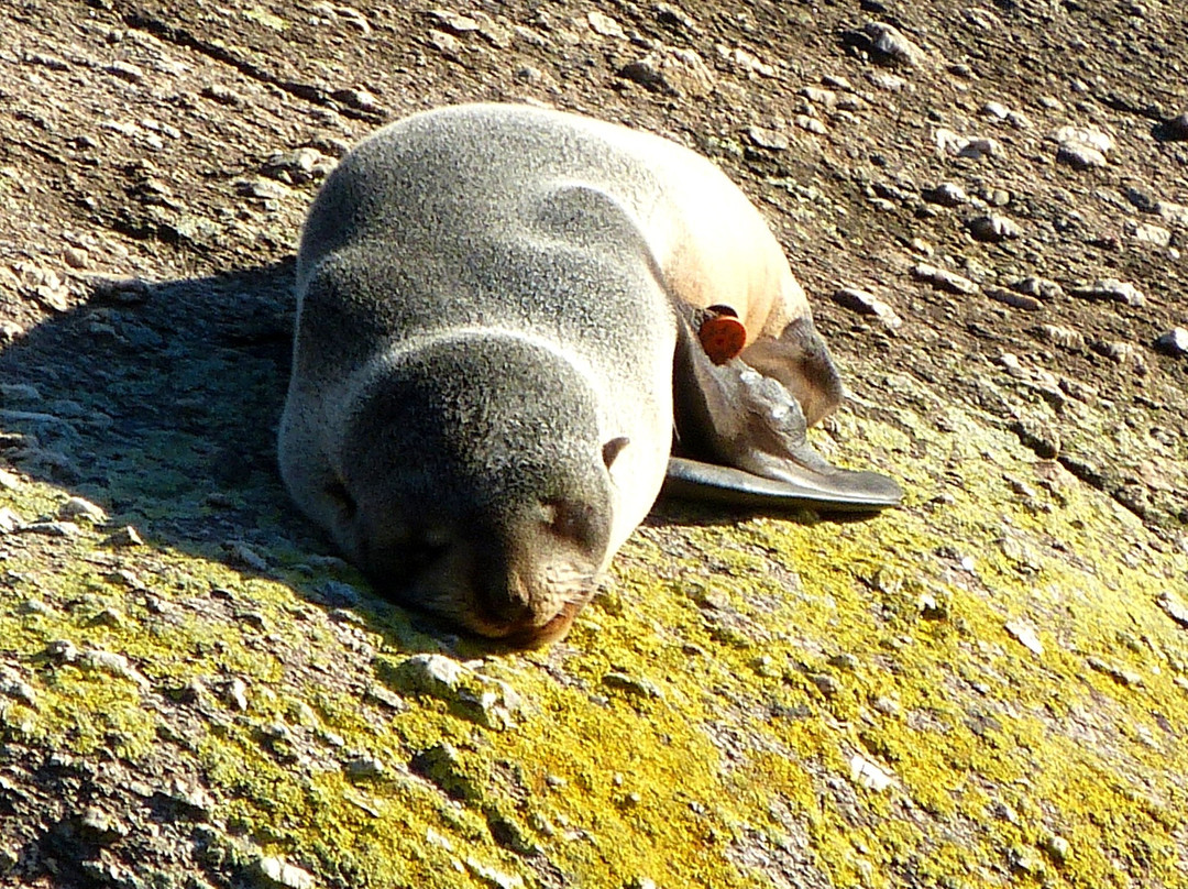 Tauranga Bay Seal Colony-韦斯特波特必去景点