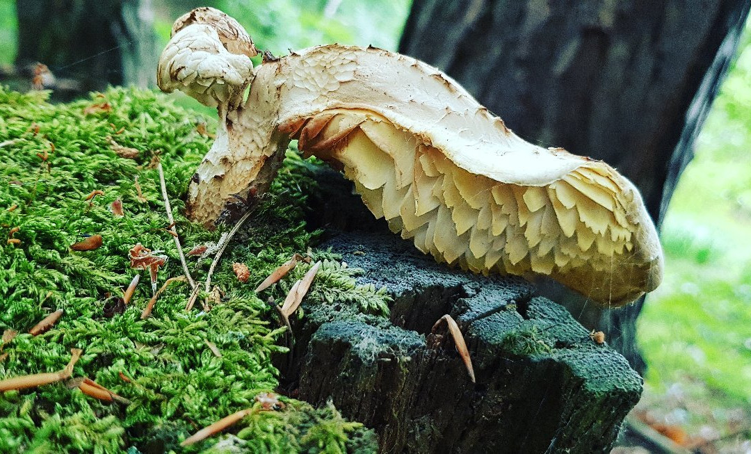 Rezerwat Bursztynowa Góra-Bakowo必去景点