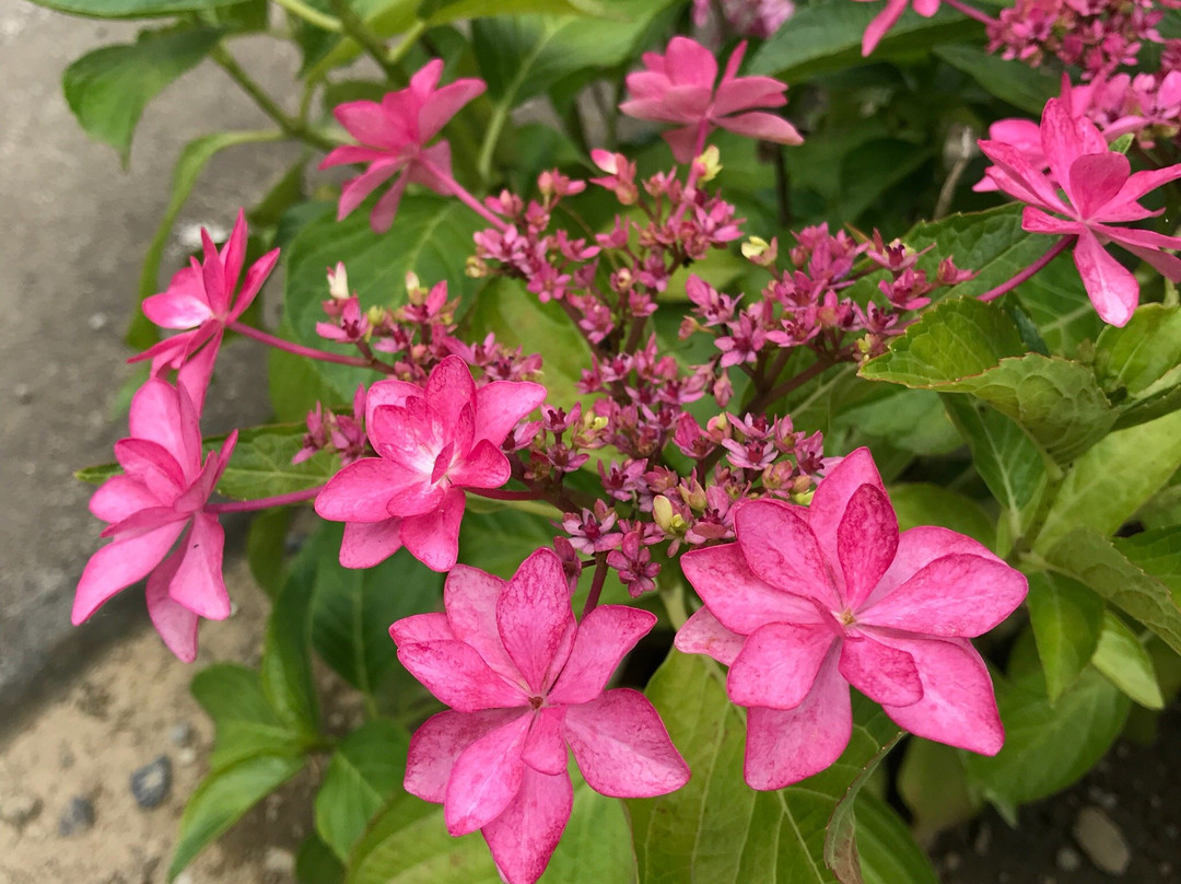 Kinsen-ji Temple-岚山町必去景点