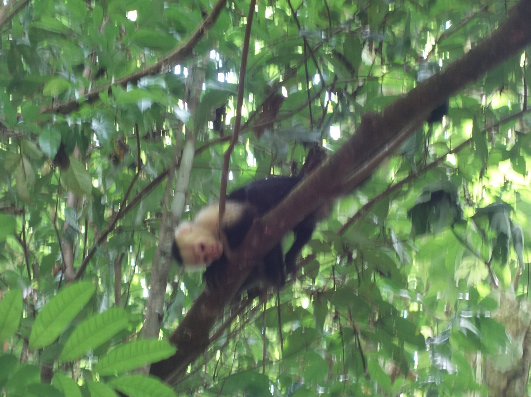 Corcovado National Park景点图片