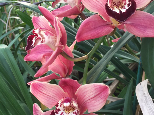 Santa Barbara Orchid Estate-圣巴巴拉必去景点