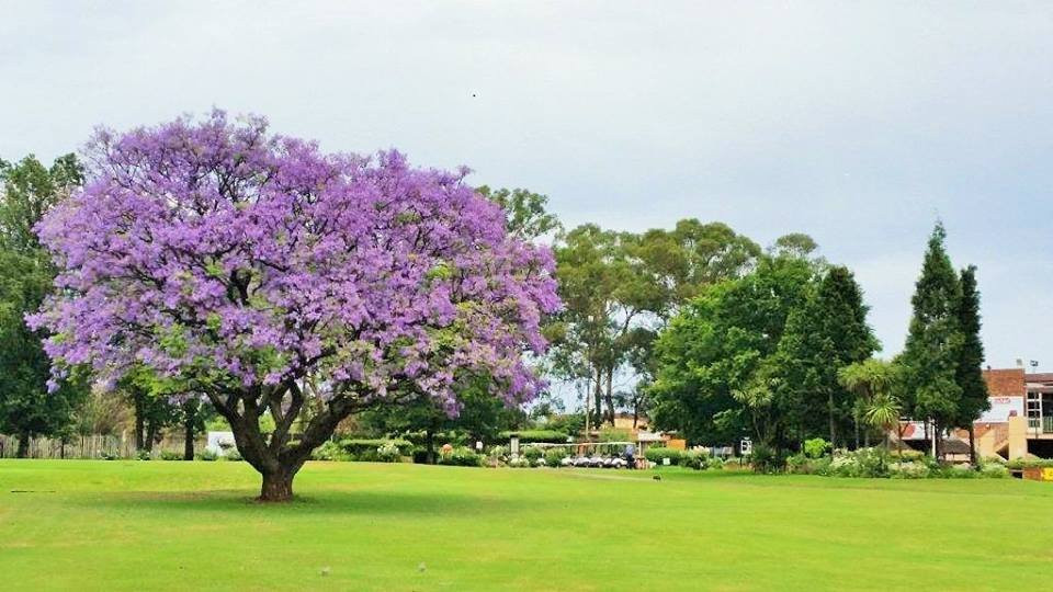 Kempton Park Golf Club景点图片