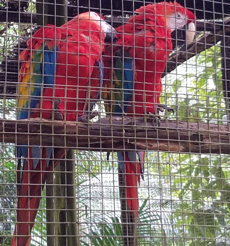 Zoológico Manaus Tropical-玛瑙斯必去景点