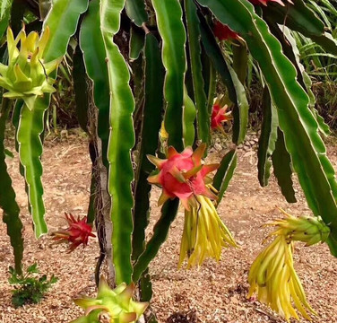 恭城古建筑群-恭城瑶族自治县必去景点