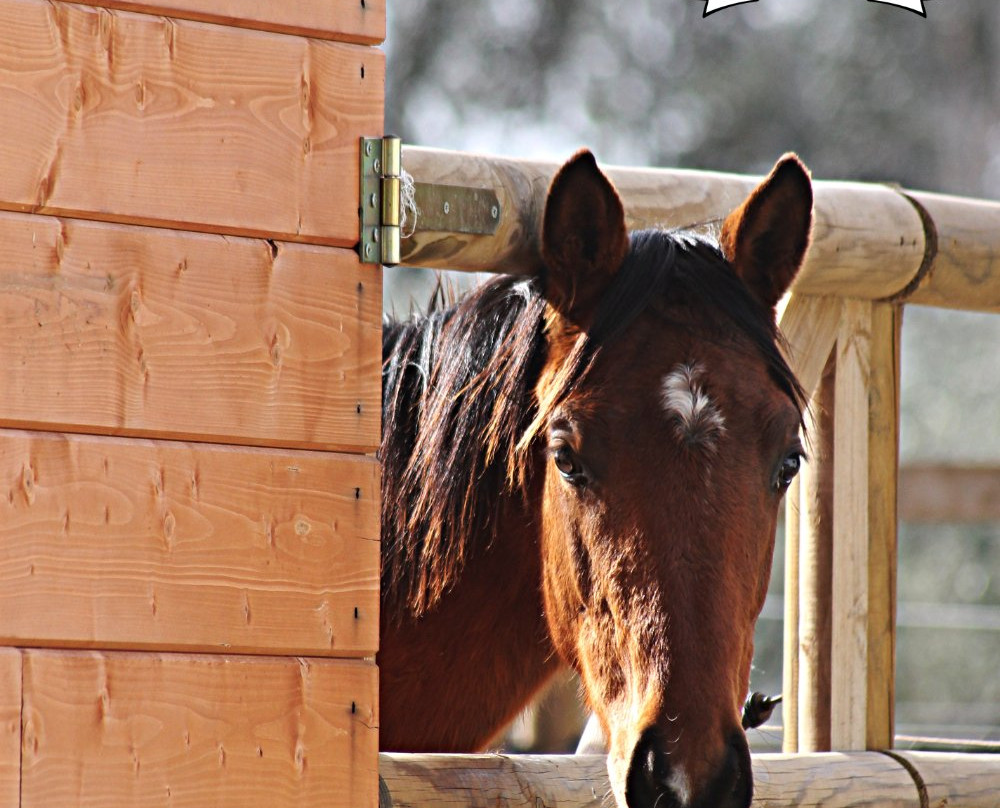 Asd Centro Ippico New Farm-阿尔盖罗必去景点