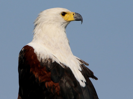 Birding and Educational Tours Rwanda-吉佳利必去景点