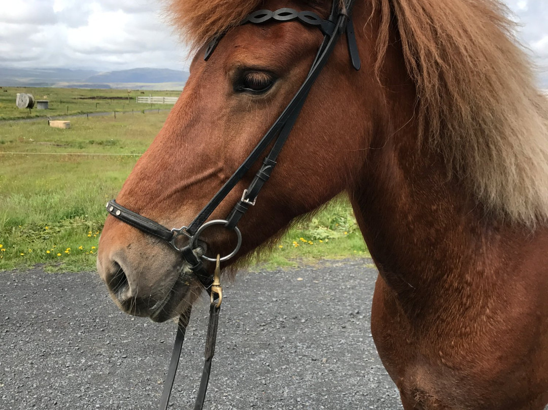 Perluhestar-Thorlakshofn必去景点