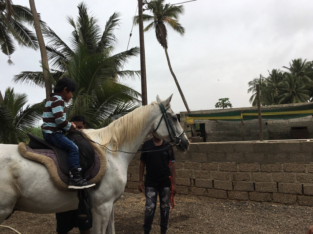 Salalah Horse Riding-塞拉莱必去景点