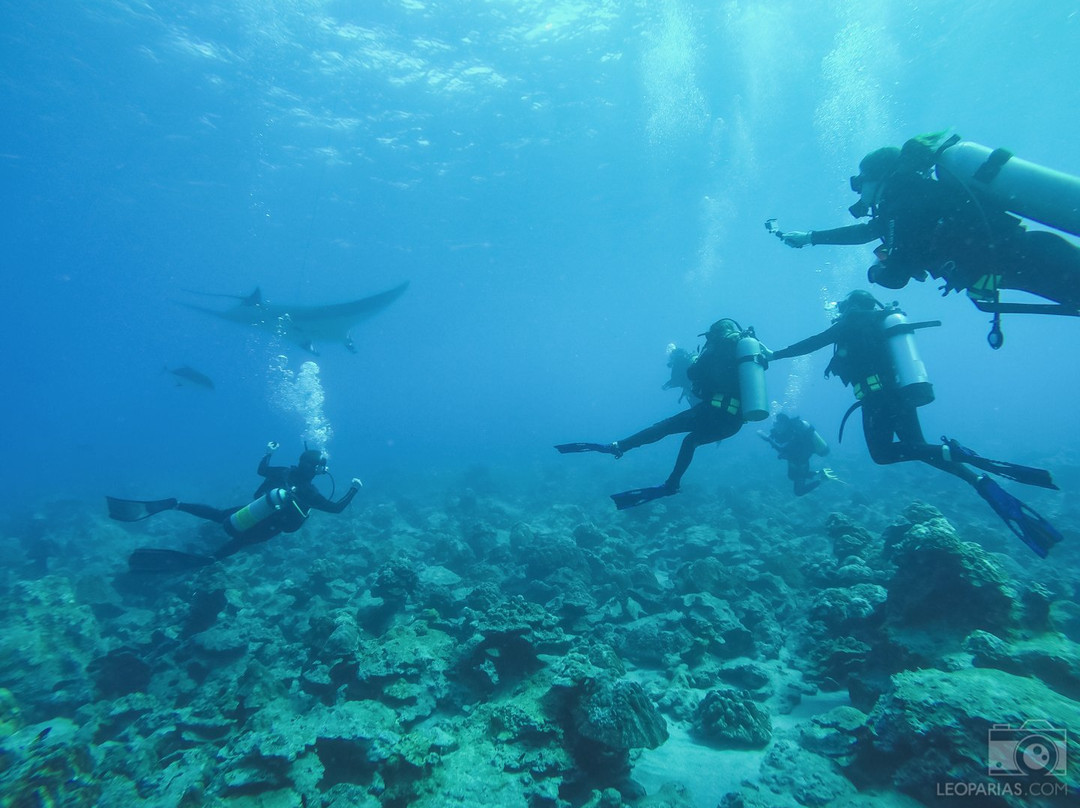 ConnectOcean Aquatic Academy & Dive Centre景点图片