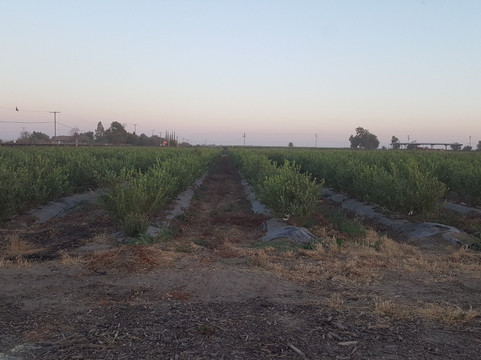 Tabitha Max Blueberry Farm-波特维尔必去景点