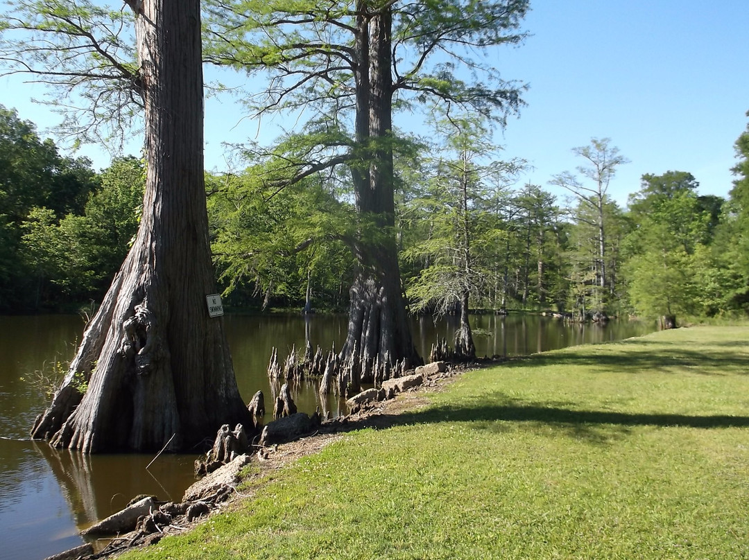 Leroy Percy State Park景点图片