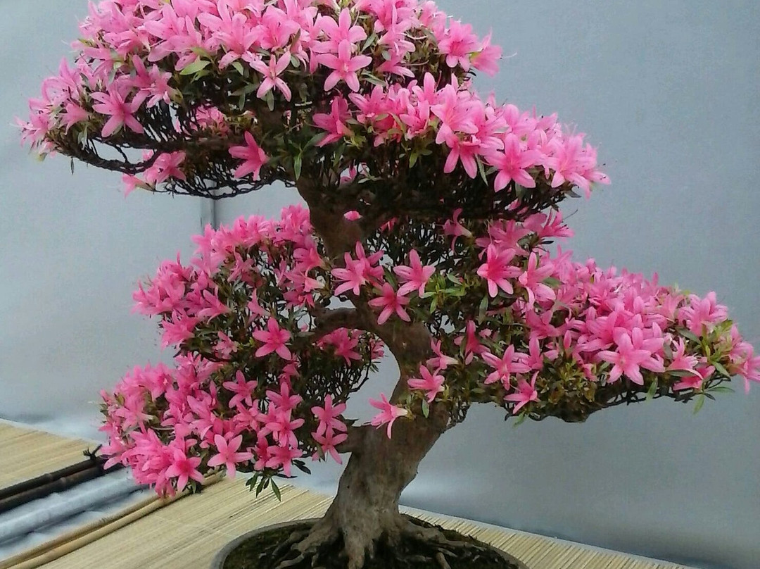 Le Jardin du Levant景点图片