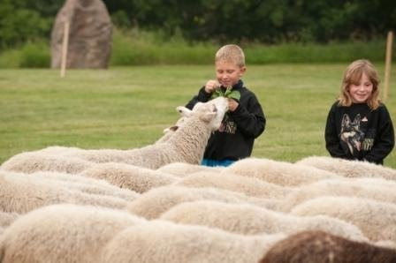 Visit the Sheep in Fort Saskatchewan-Fort Saskatchewan必去景点