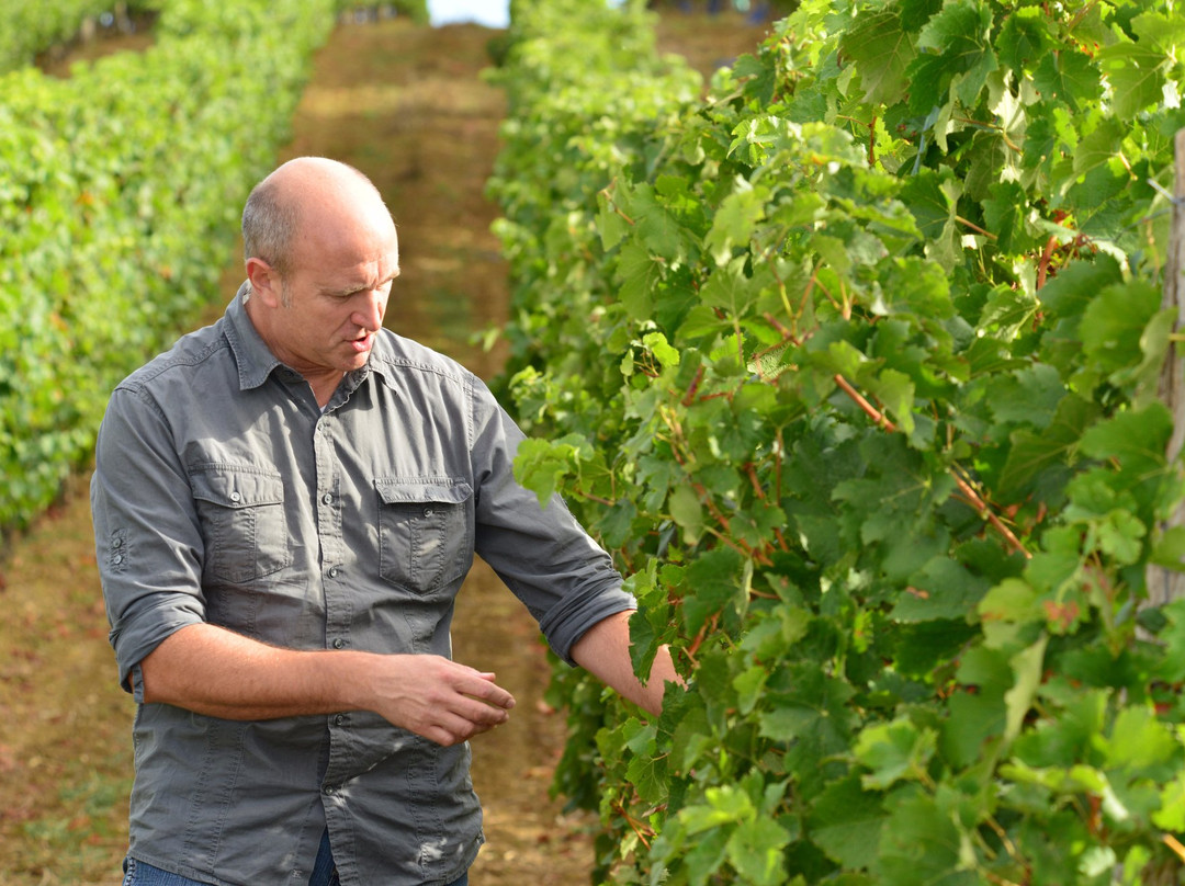 Vignerons du Brulhois景点图片