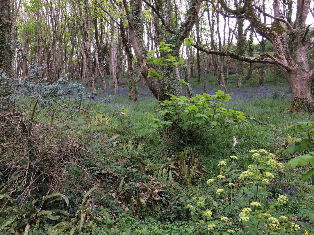 Salcombe Hill Walk-西德茅斯必去景点