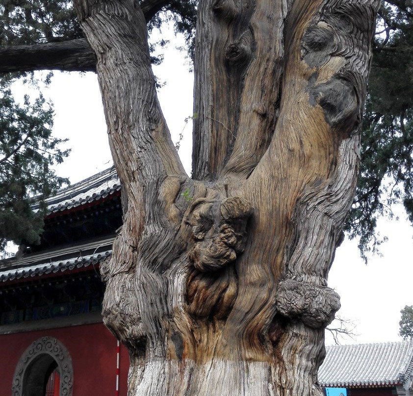 大觉寺-北京市必去景点