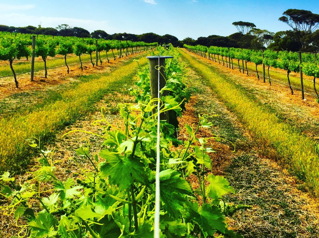Barley Stacks Wines-Maitland必去景点