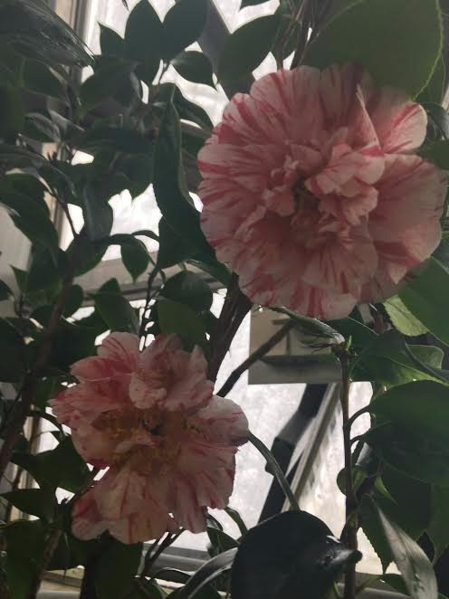 Botanical Garden, University of Oulu景点图片