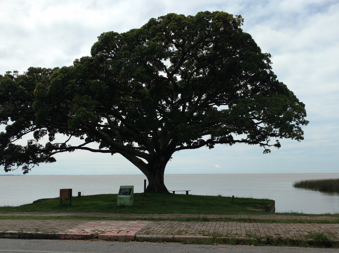 Barrinha Beach景点图片