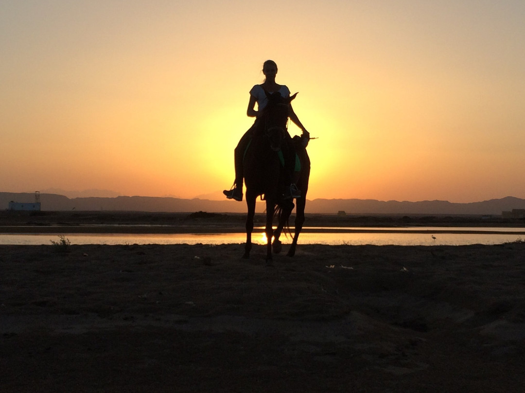 Yallahorse Stable-艾高娜必去景点