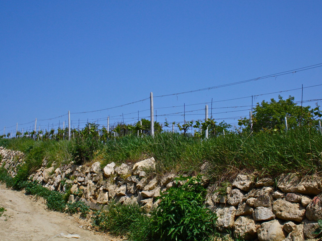 Winery Valka-Nosislav必去景点