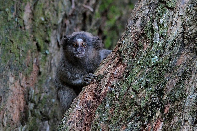Recanto Campestre Vinhedo主图