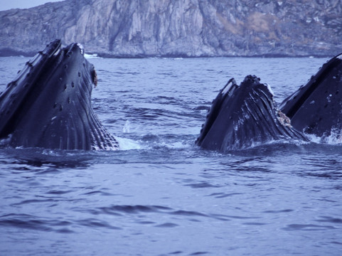 北极探险-特罗姆瑟必去景点