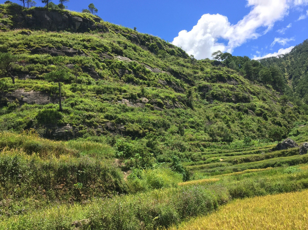 Aguid Rice Terraces景点图片