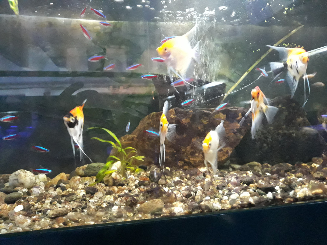 Aquarium景点图片