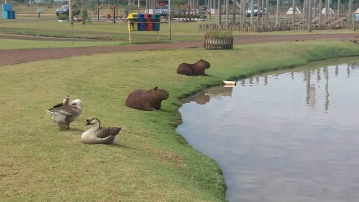 Marechal Cândido Rondon Municipal Lake景点图片