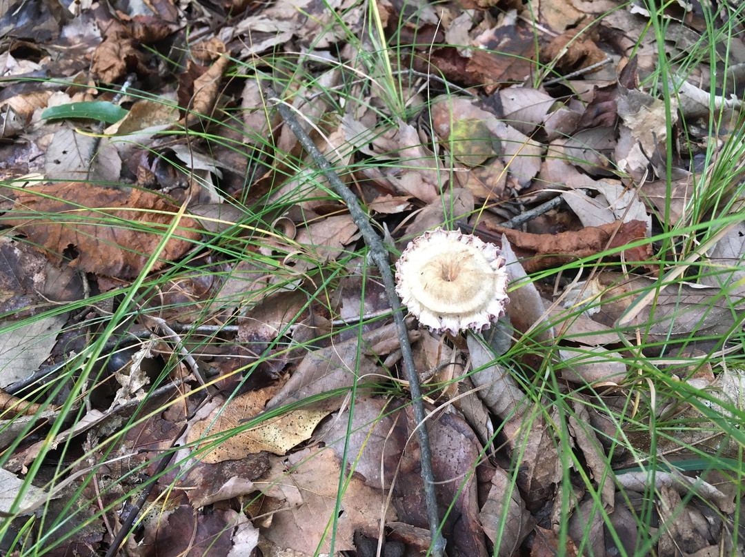 Azumino Jansem Museum-安昙野市必去景点