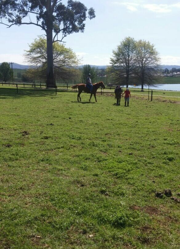 Buffelsbosch Equestrian景点图片