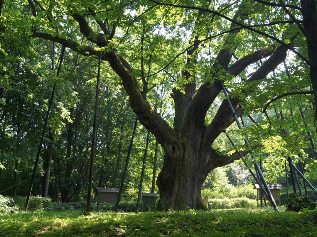 Bartek Oak Tree景点图片