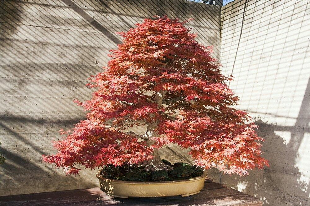 Museo Bonsai Luis Vallejo-阿尔科文达斯必去景点